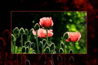 Pass_IMG_5718.jpg