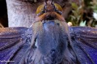 FFF-schmetterling-crop-DSC02972.jpg