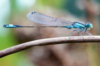 libelle-DSC01694.jpg