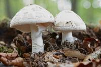 pilze-DSC00076.jpg