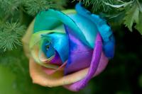 rainbow-DSC01898.jpg