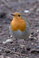 rotkehlchen_DSC0919.jpg
