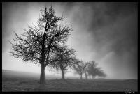 tree_fog_sw.jpg