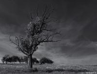tree_sw_wtterau1.jpg