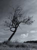 tree_sw_wtterau2.jpg