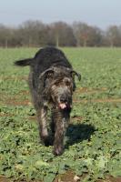 comp_IMG_2707.JPG