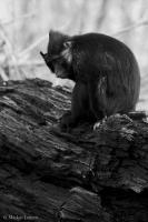 IMG_4862_bearbeitet-2.jpg