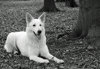 Dateiname=isser_schweizer_sch__ferhund_passig_gemacht.jpg
Dateigröße=336KB
Abmessungen: 1000x699
hinzugefügt am: 25. Januar 2011 isser_schweizer_sch__ferhund_passig_gemacht.jpg