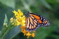 IMG_4203__Large_.JPG