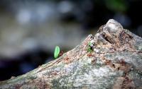 IMG_4231__Large_.JPG
