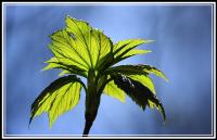 Blatt2d~0.JPG