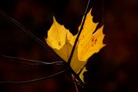 Blatt3b.jpg