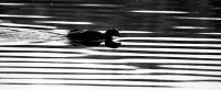 Ente_s_w_b.JPG