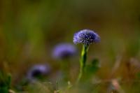 _MG_5439b.JPG