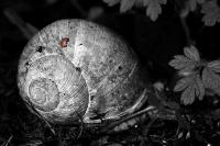 _MG_6578_filtered_sw.JPG