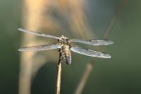 Libelle1FFF.JPG