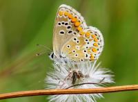 Dateiname=bl7-1.JPG
Dateigröße=148KB
Abmessungen: 900x664
hinzugefügt am: 27. Juli 2011 bl7-1.JPG