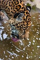 leopard1.jpg