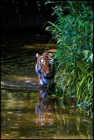 tiger.jpg