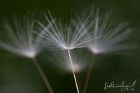 IMG_5639.jpg