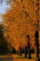 Herbst_2011-2.jpg
