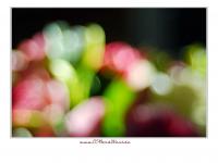DSC_9323_fff.jpg