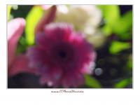 DSC_9340_fff.jpg