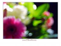 DSC_9342_fff.jpg