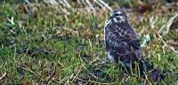 bussard_filtered.jpg