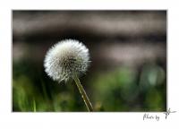 pusteblume_1_fff_end_mit_rahmen.jpg