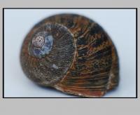 schnecke_1.jpg