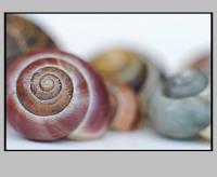 schnecke_3.jpg