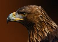 Dateiname=adler2.jpg
Dateigröße=286KB
Abmessungen: 800x576
hinzugefügt am: 06. November 2011 adler2.jpg
