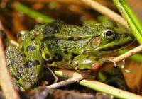 Frosch.jpg