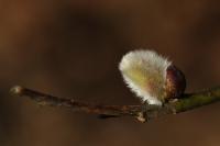 IMG_0153_1.jpg