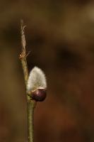 IMG_0306_1.jpg