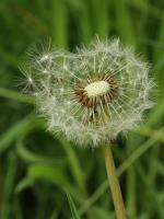 IMG_0361_1.jpg
