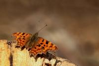IMG_0362_1.jpg