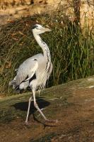 IMG_1285_1.jpg