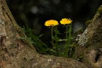 IMG_3979_1.jpg