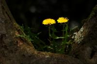 IMG_3979_2.jpg