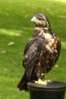 IMG_4259_1.jpg