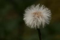 IMG_4292_1.jpg