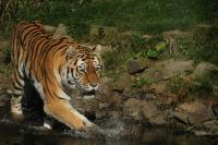 IMG_4509_1.jpg