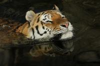 IMG_4557_1~0.jpg