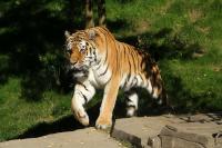 IMG_4563_1.jpg