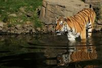 IMG_4572_1.jpg