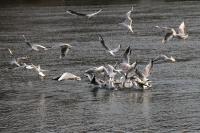IMG_6451_1.jpg