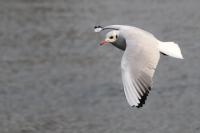 IMG_6469_1.jpg