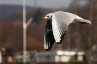 IMG_6472_1.jpg